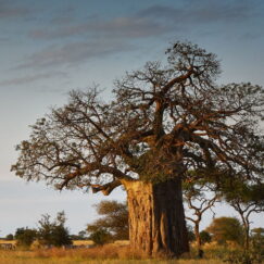 baobab olie adansonia digitata