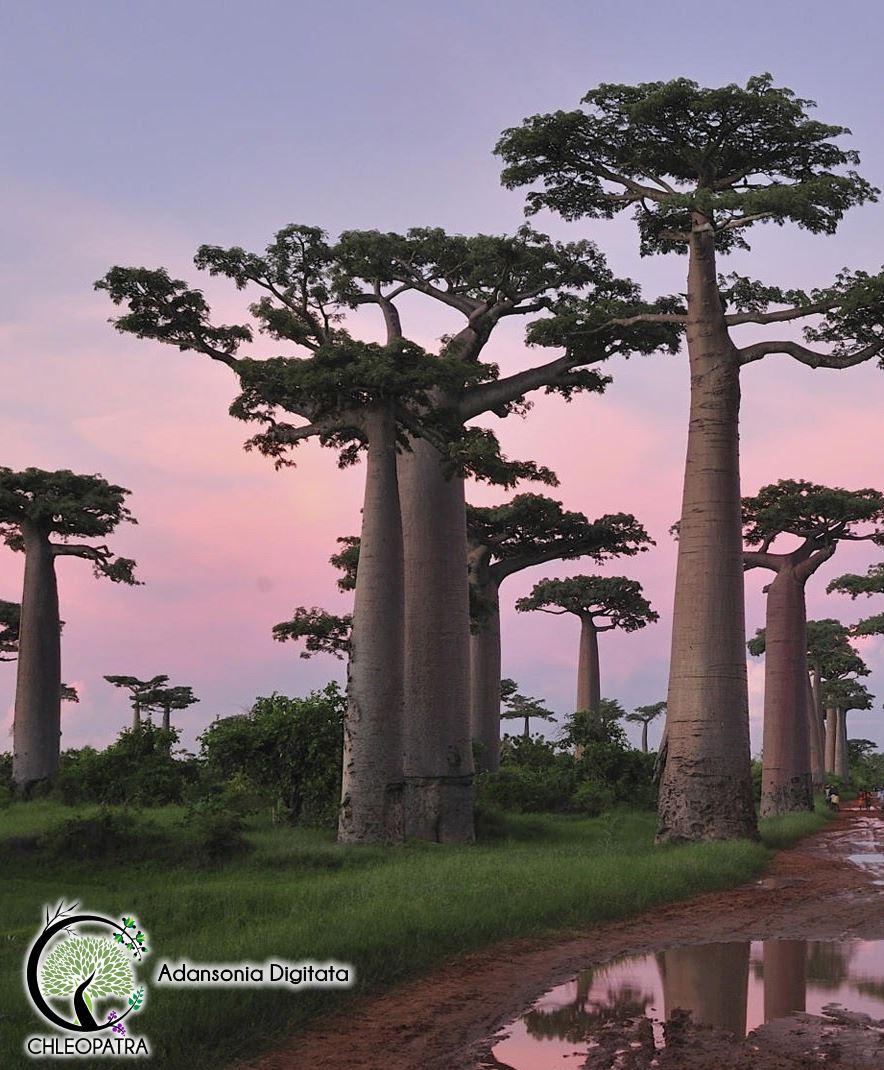 baobab - adansonia digitata